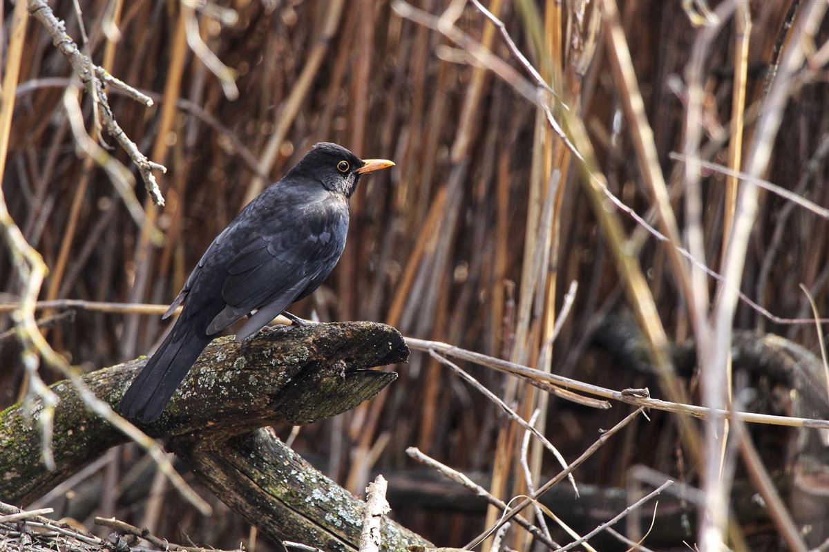 Common Blackbird