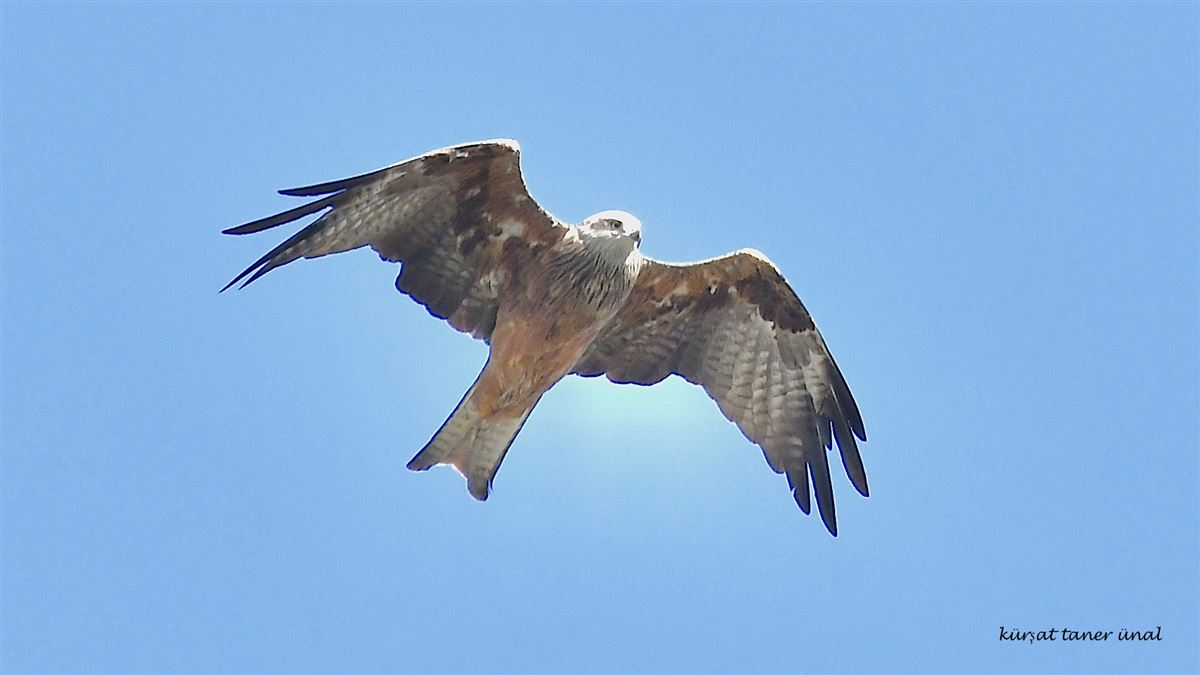 Red Kite