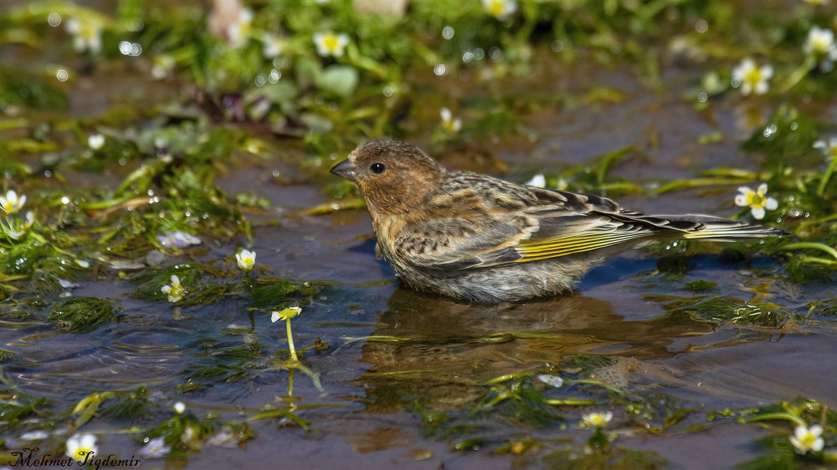 Red-fronted Serin