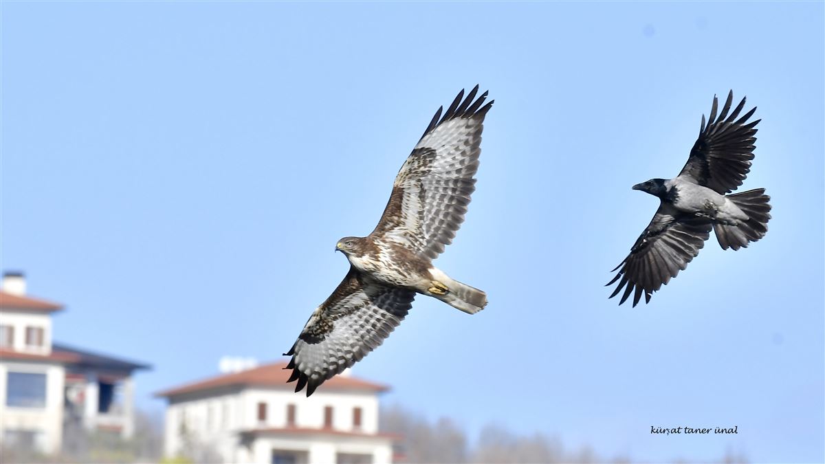 Common Buzzard