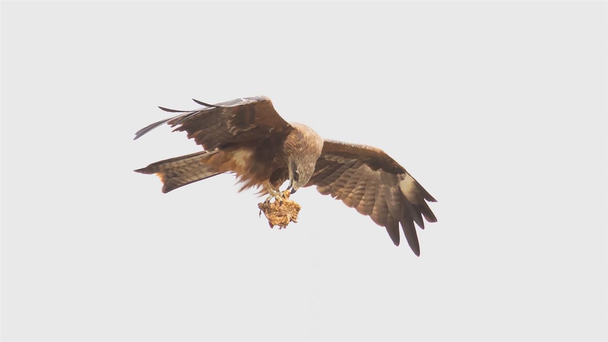 Black Kite