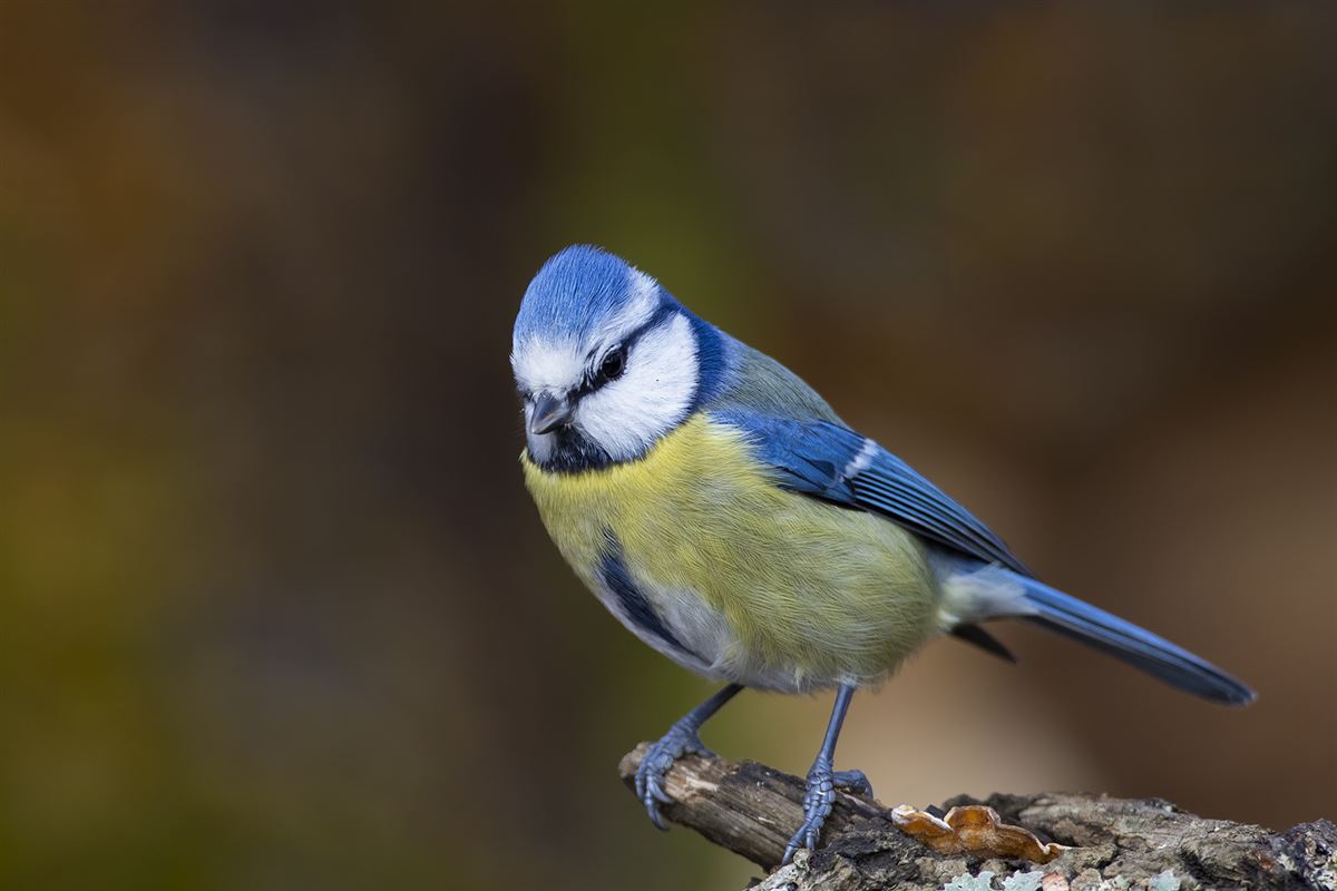 Eurasian Blue Tit
