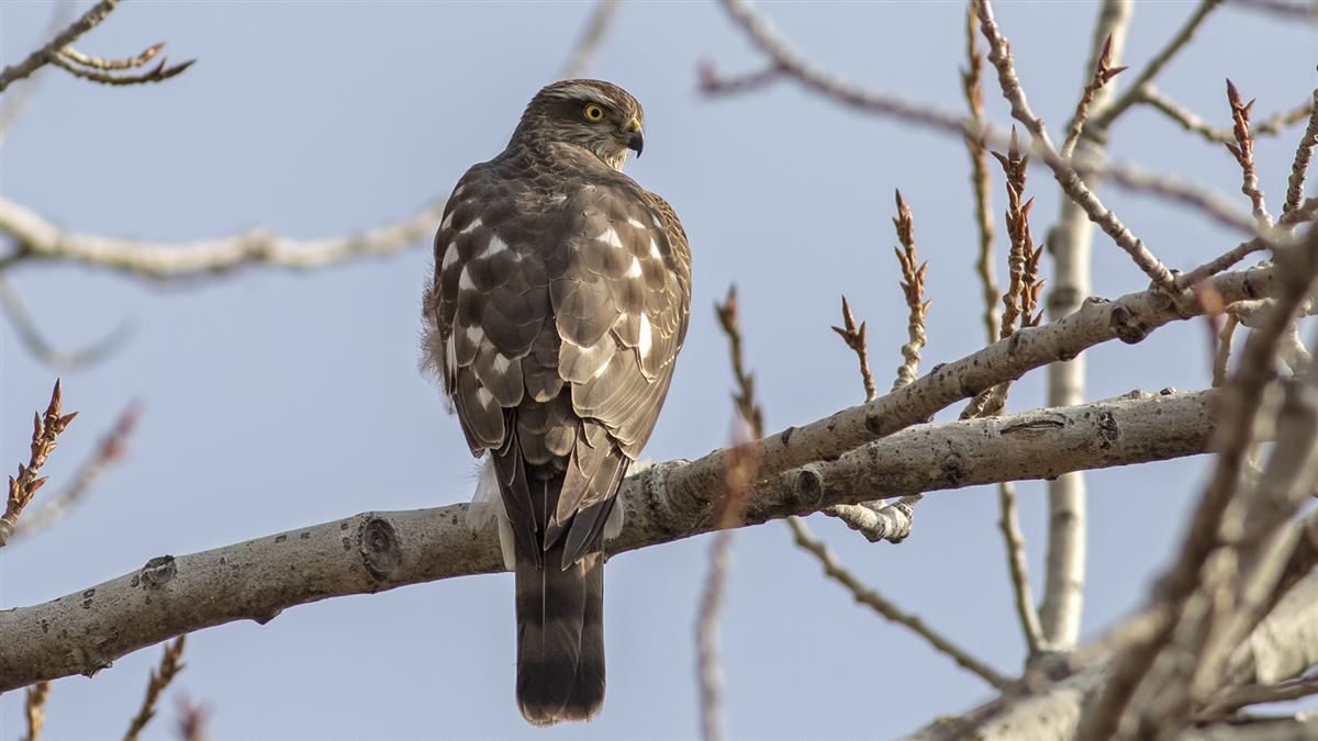 Eurasian Sparrowhawk