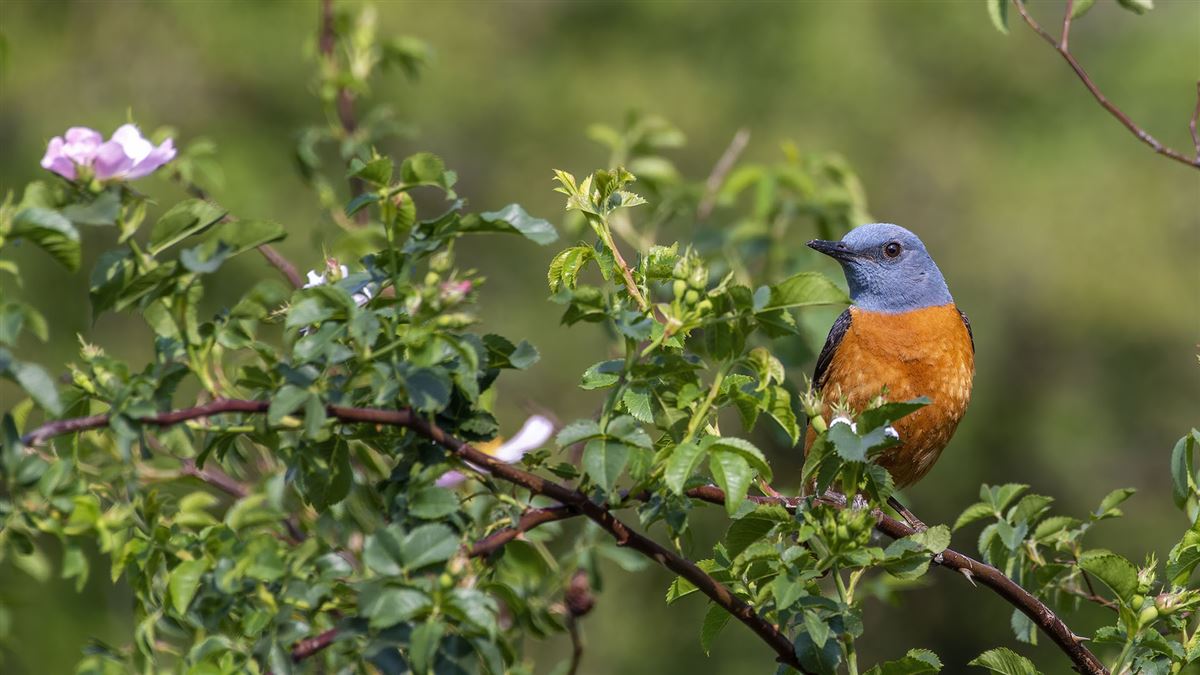 Common Rock Thrush