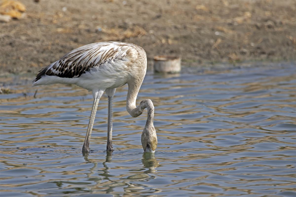 Flamingo