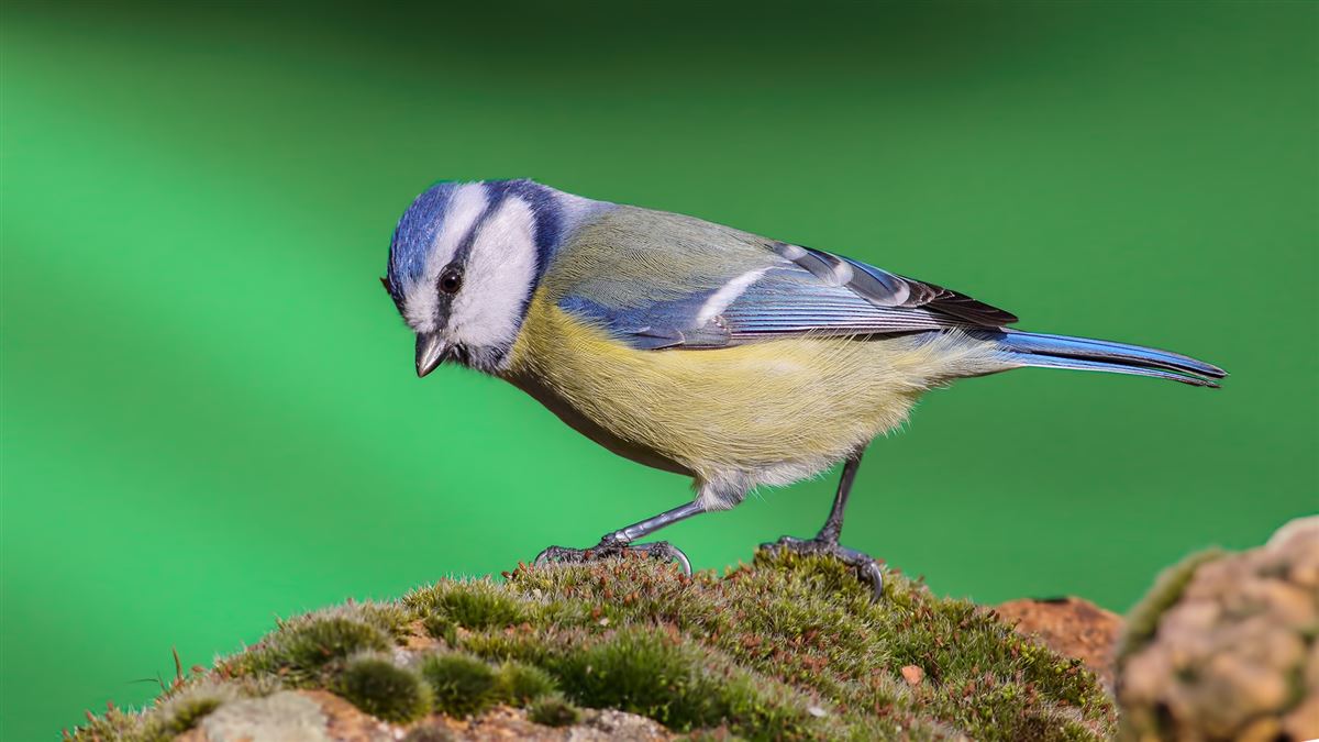 Eurasian Blue Tit