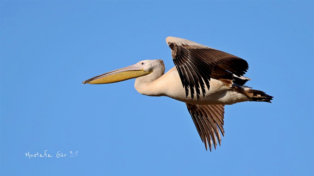 Great White Pelican