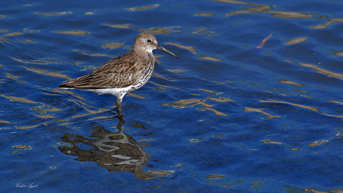 Dunlin