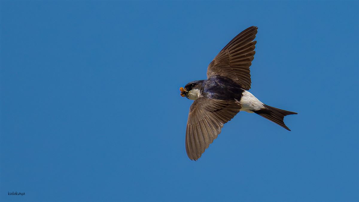 Western House Martin