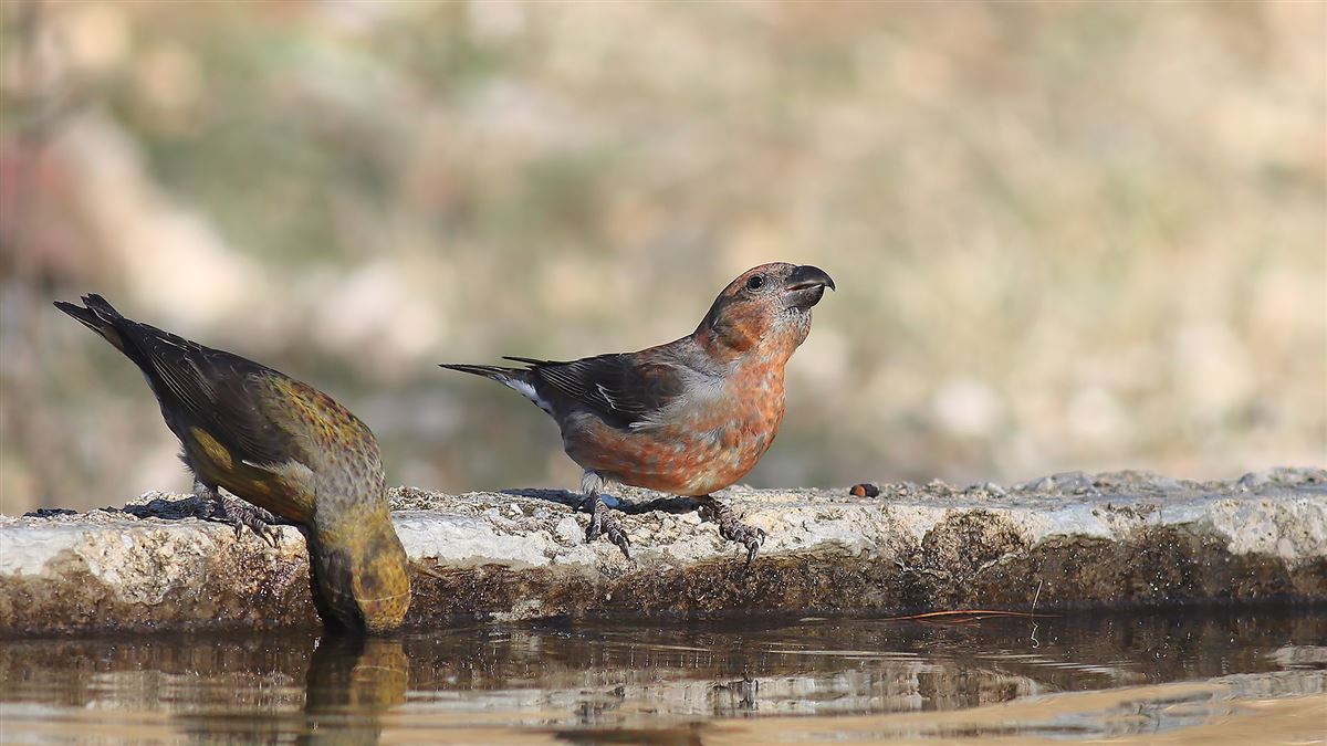Red Crossbill