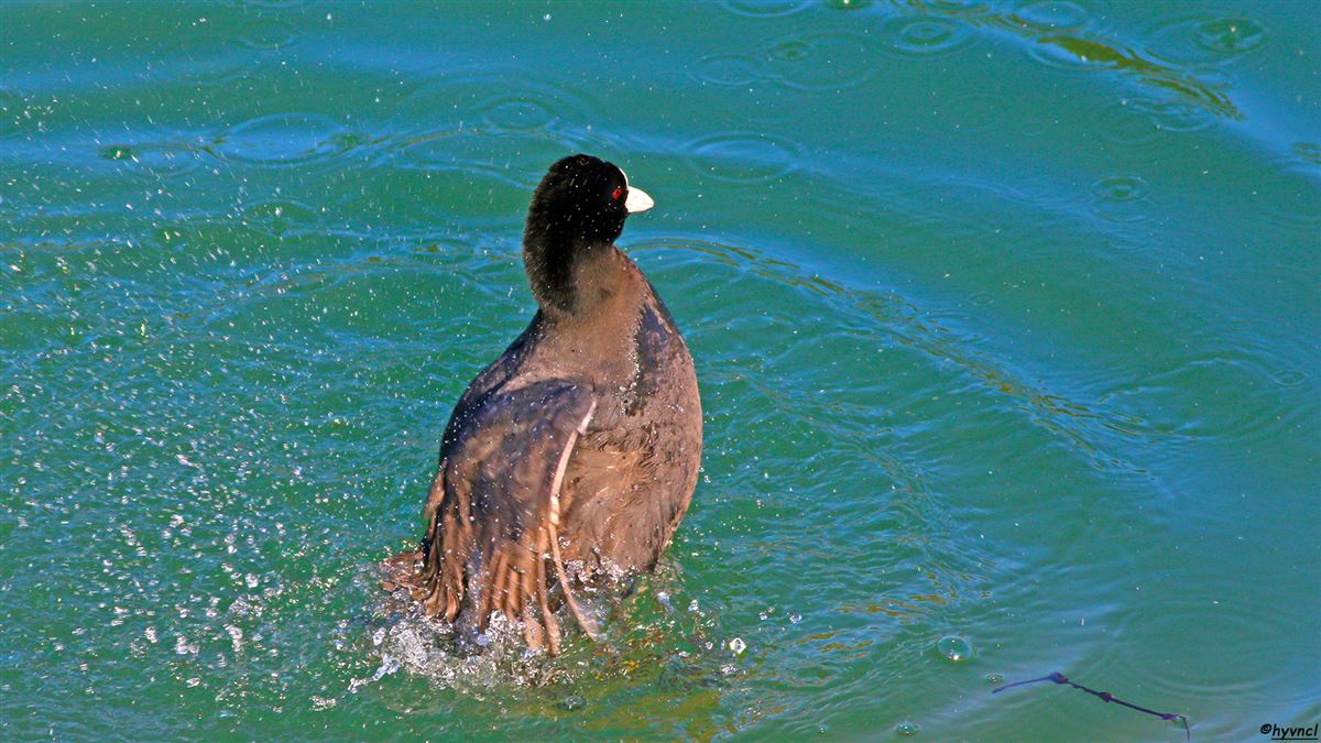 Eurasian Coot