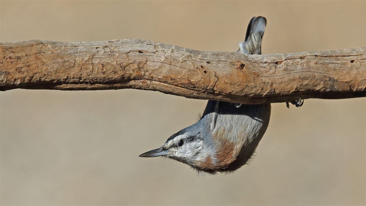 Krüper`s Nuthatch