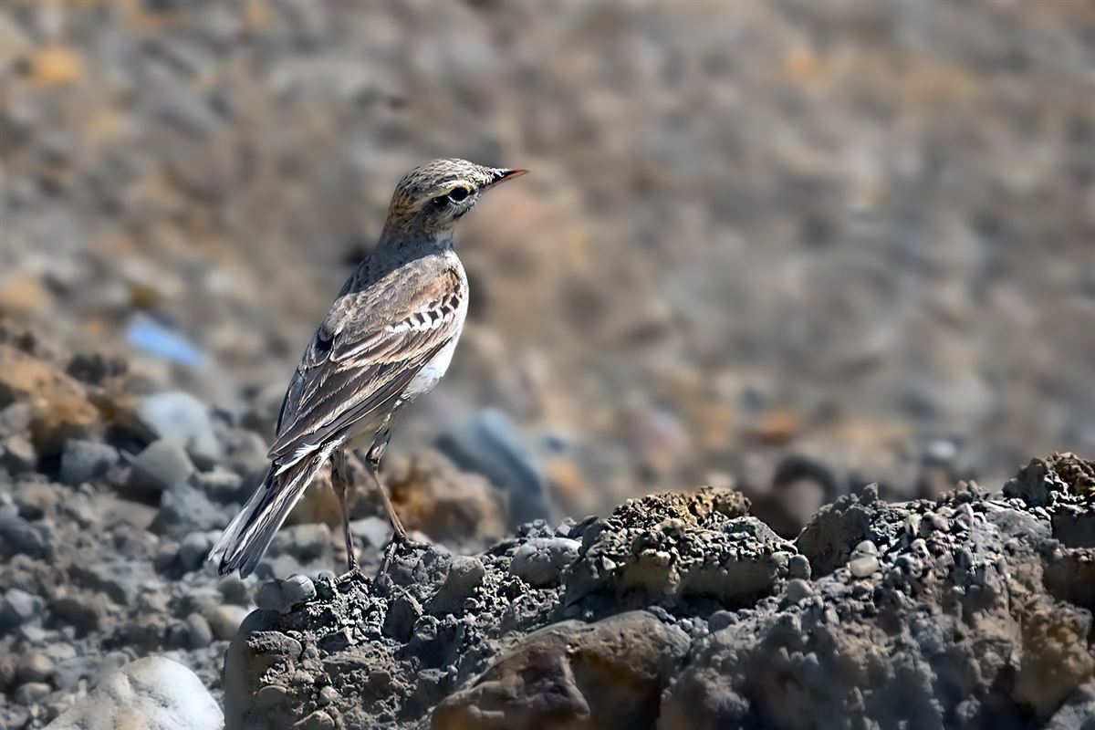 Tawny Pipit
