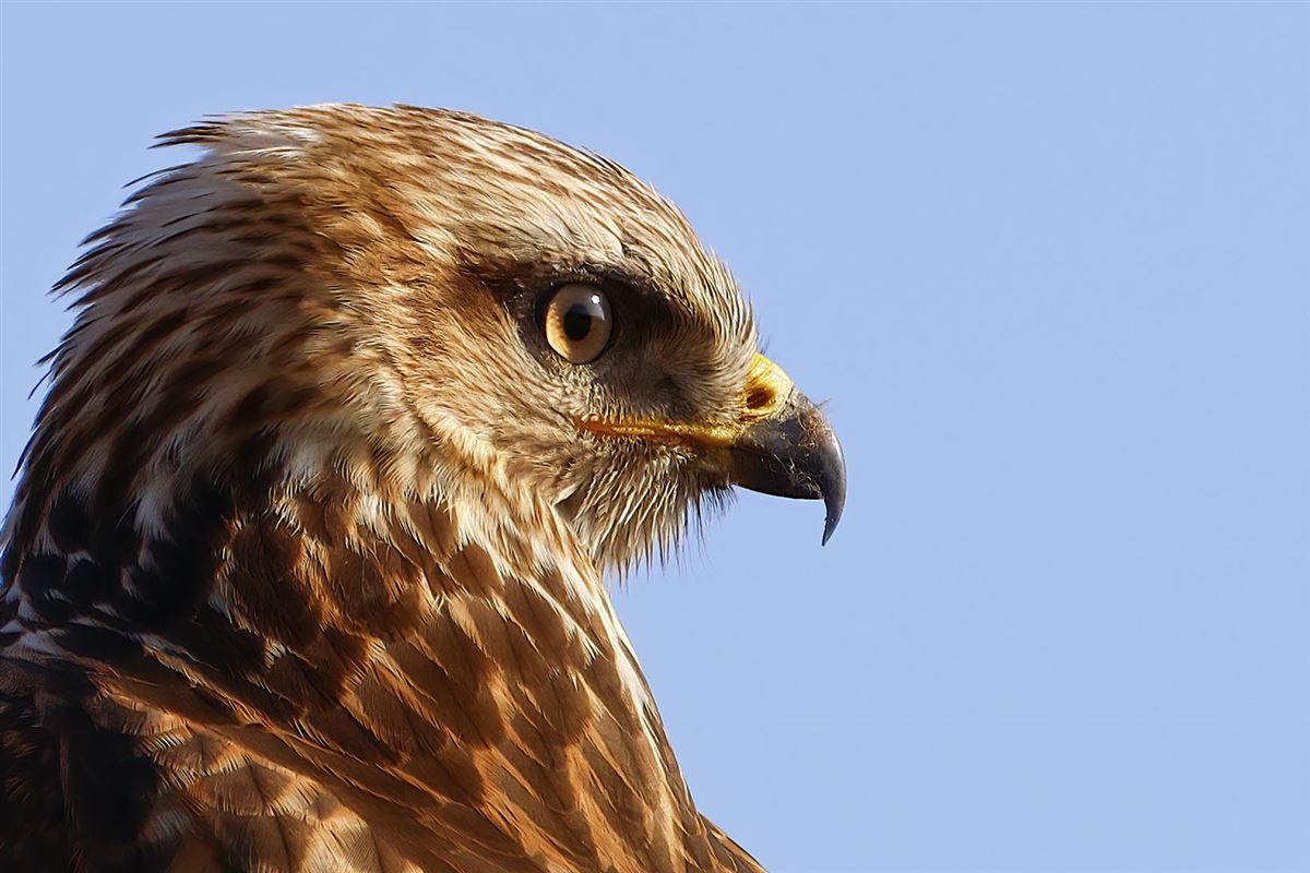 Common Buzzard