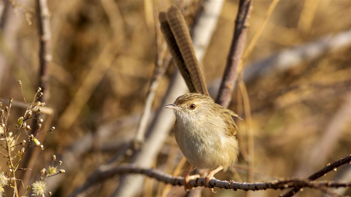 Delicate Prinia