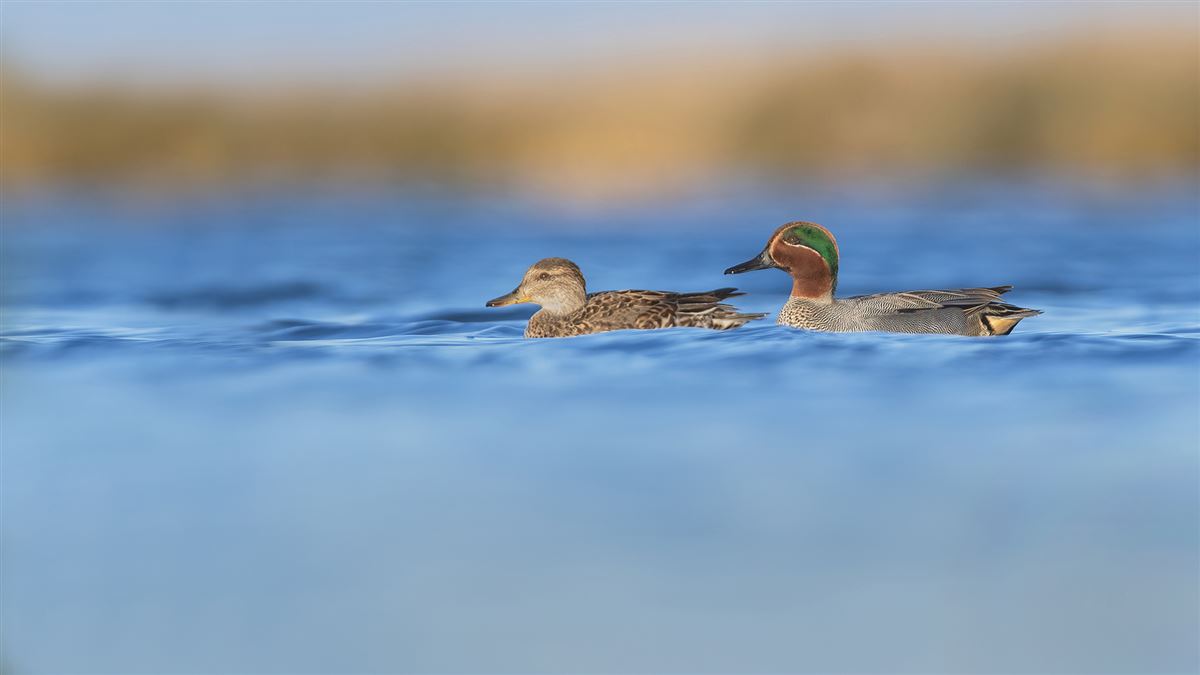 Eurasian Teal