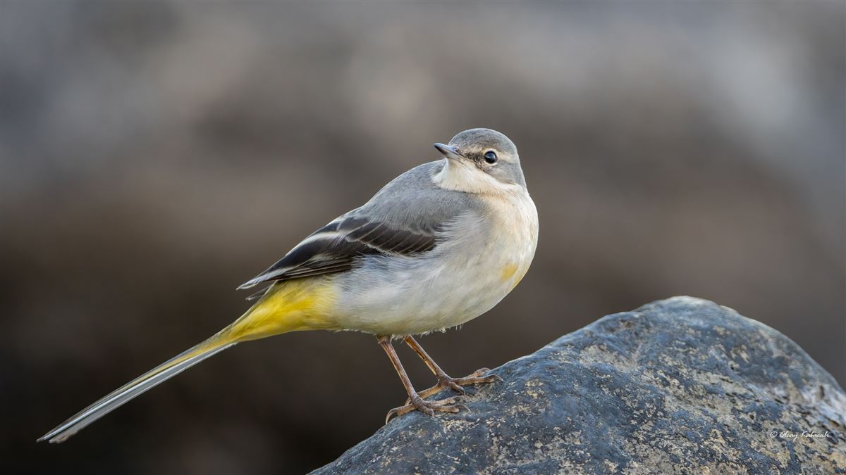 Grey Wagtail
