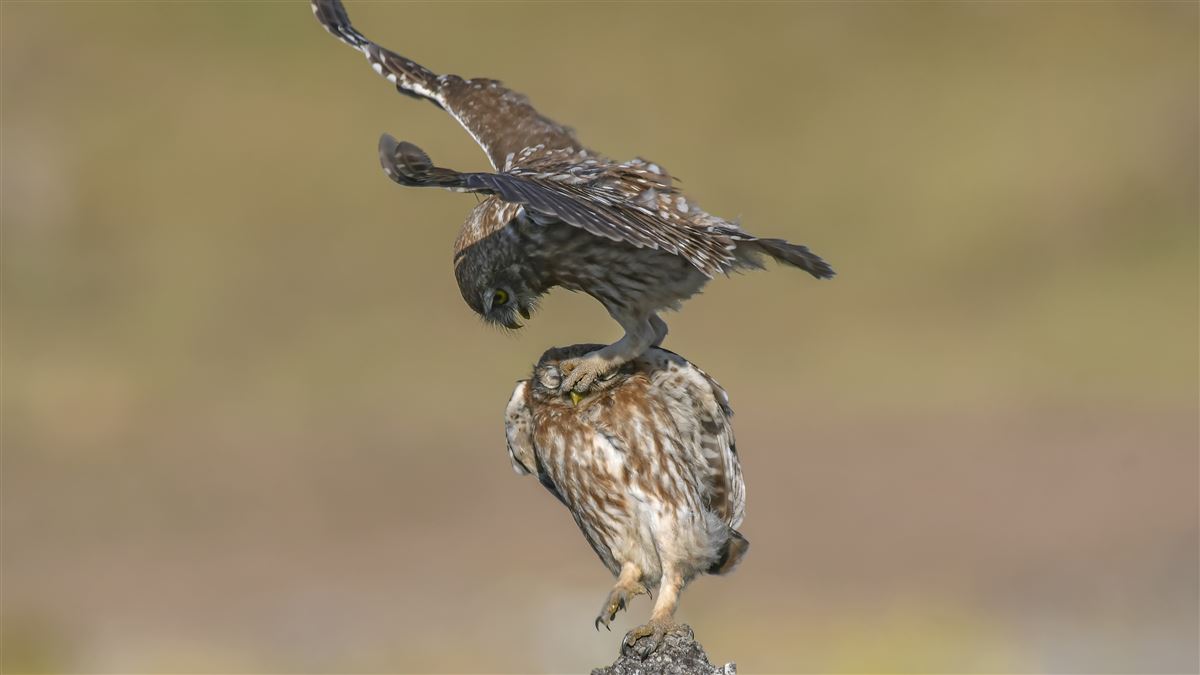 Little Owl