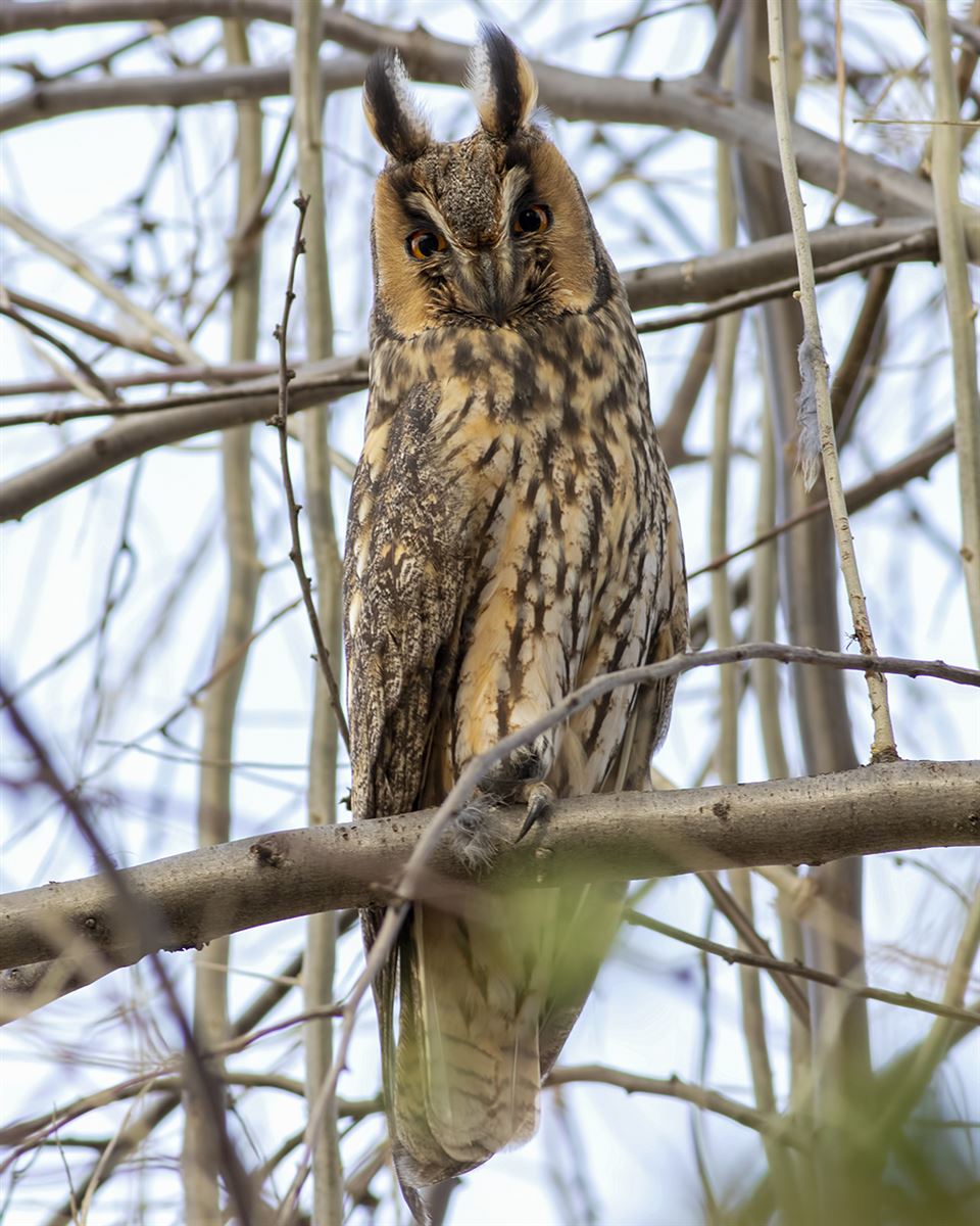 Long-eared Owl