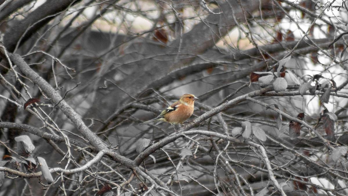 Eurasian Chaffinch