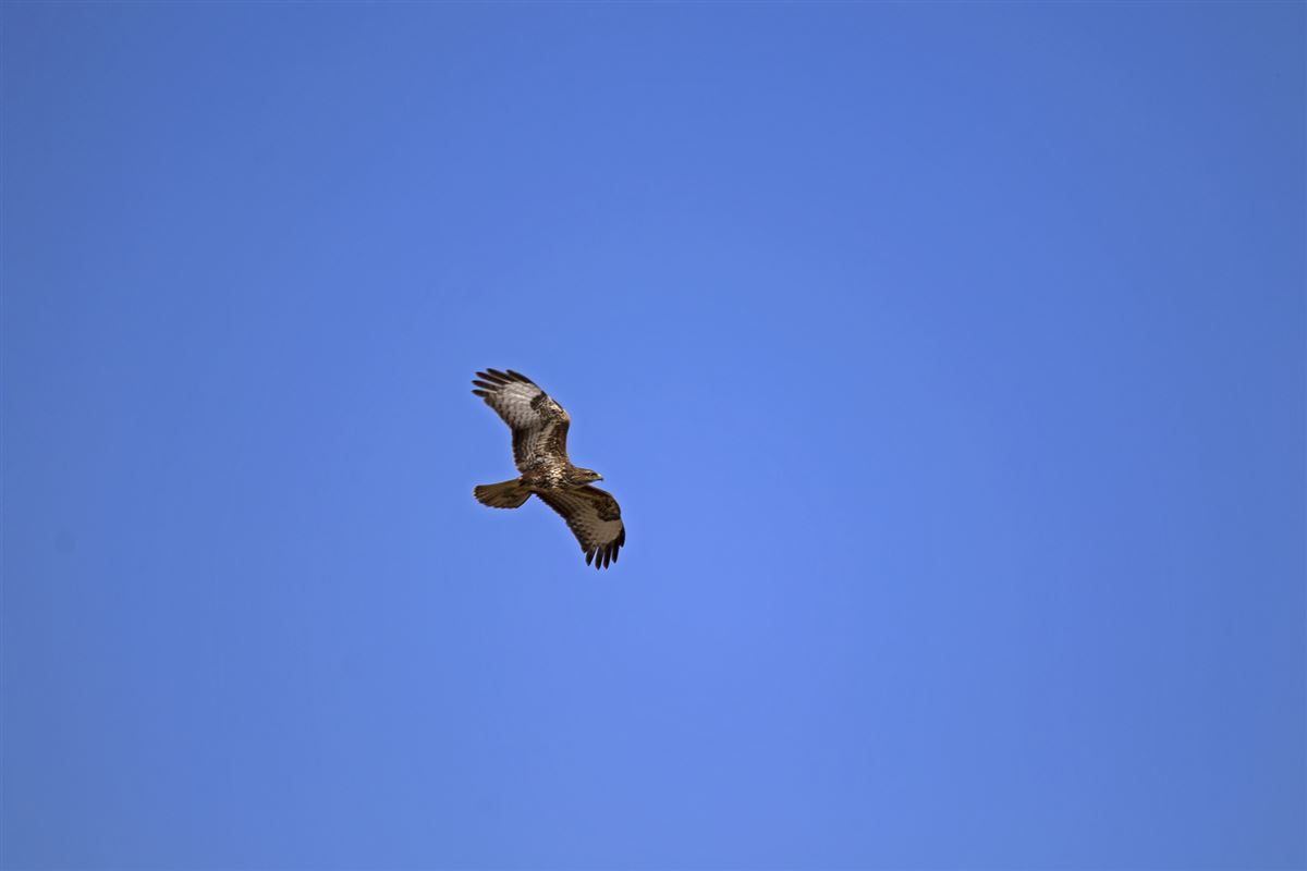 Common Buzzard