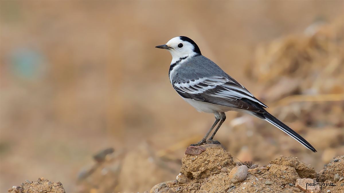 White Wagtail