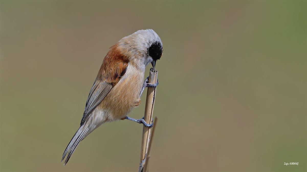 Eurasian Penduline Tit