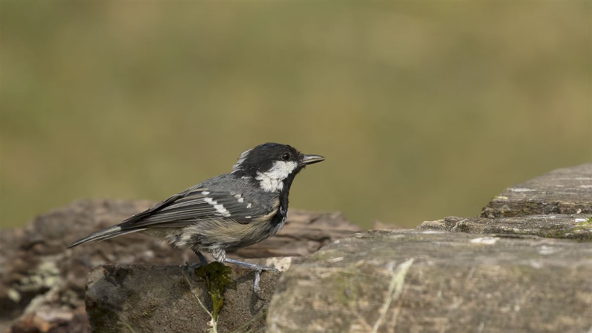 Coal Tit