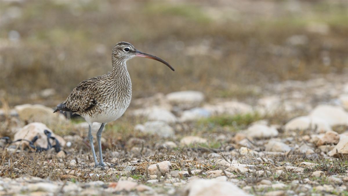 Eurasian Whimbrel