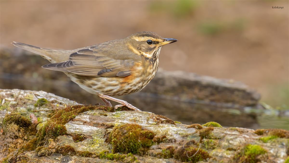 Redwing