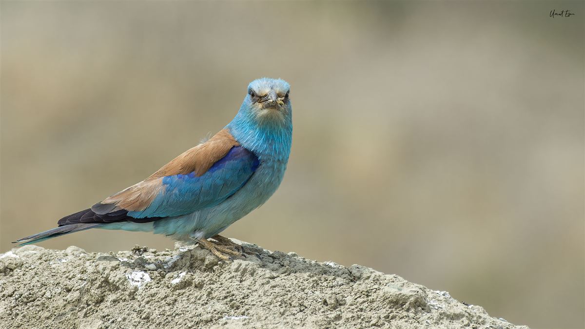 European Roller