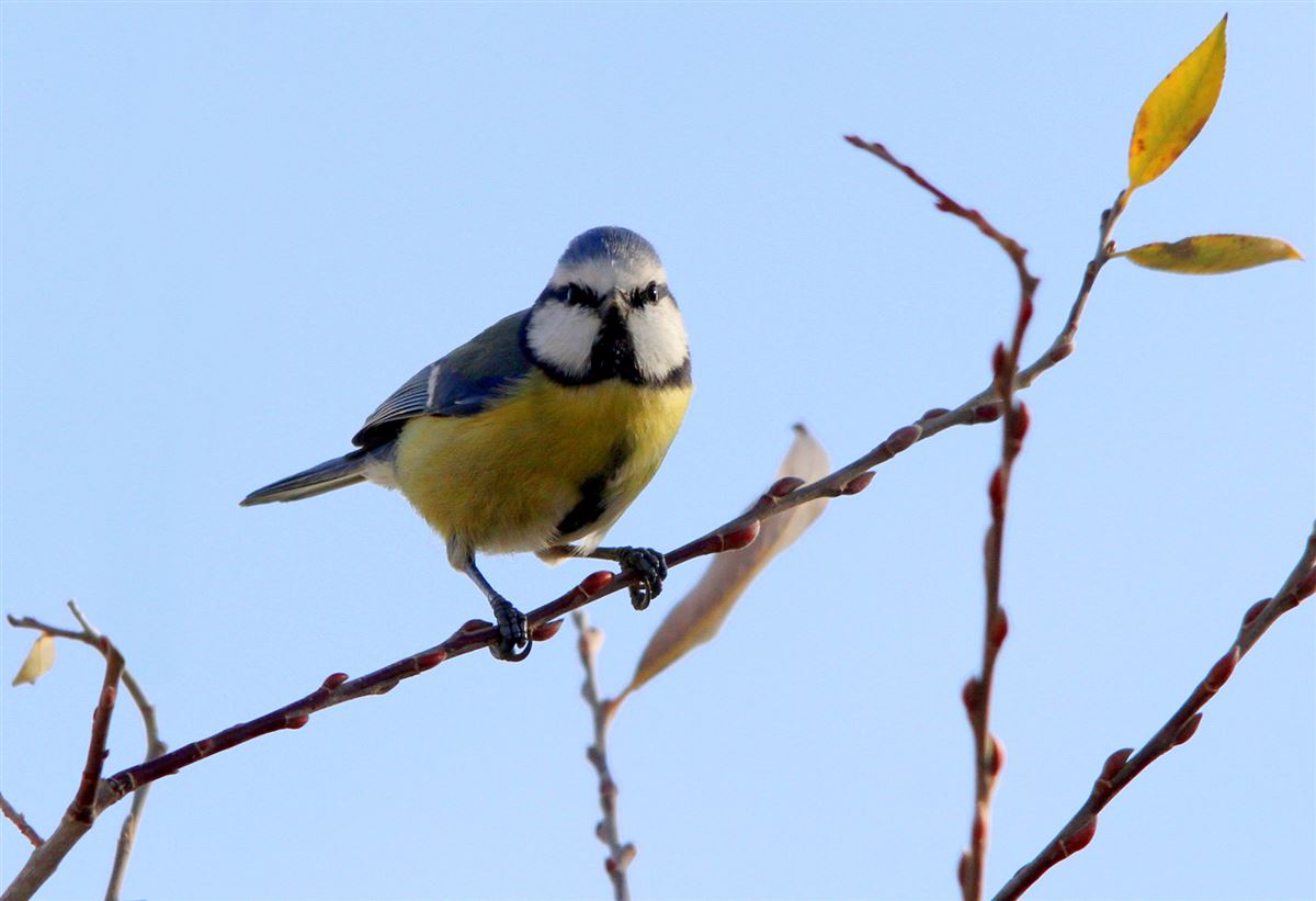 Eurasian Blue Tit