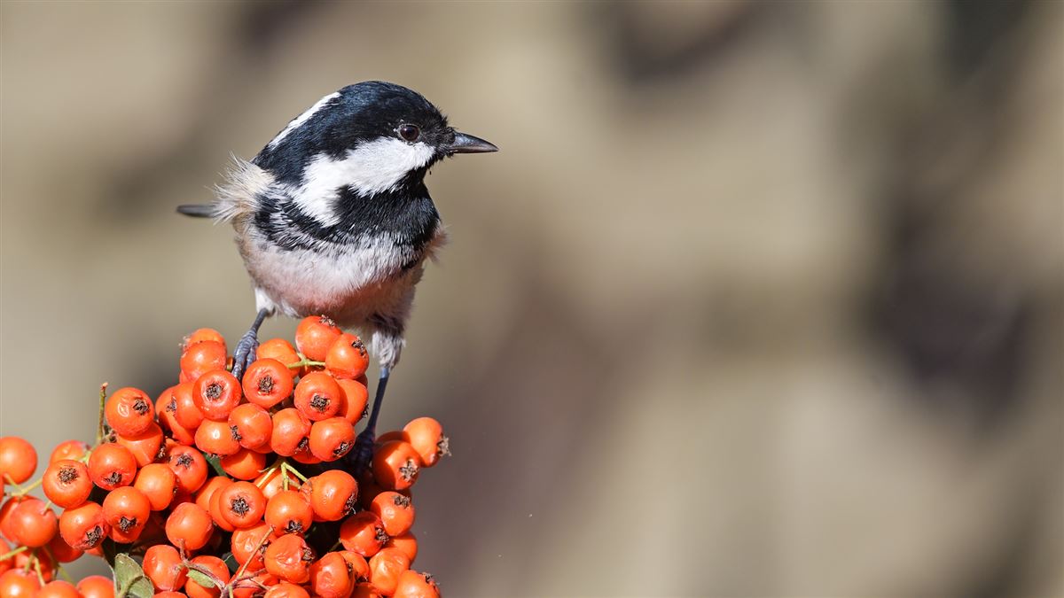 Coal Tit