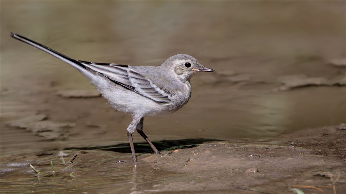 White Wagtail