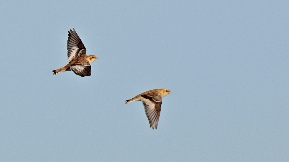 Snow Bunting