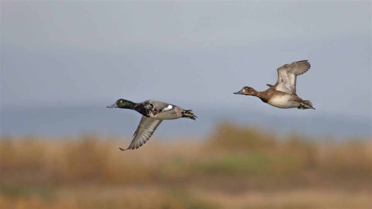 Greater Scaup
