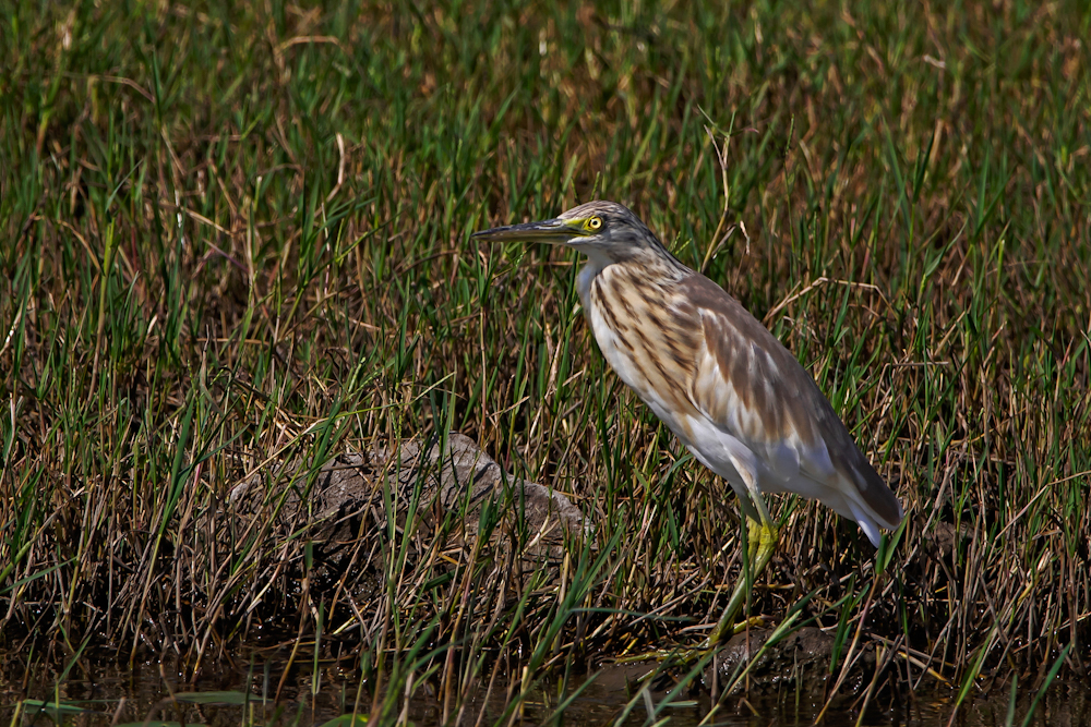 Squacco Heron