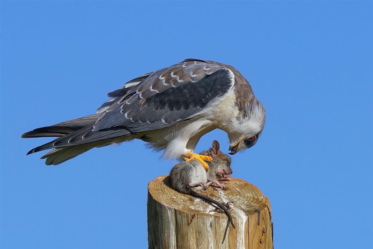 Black-winged Kite