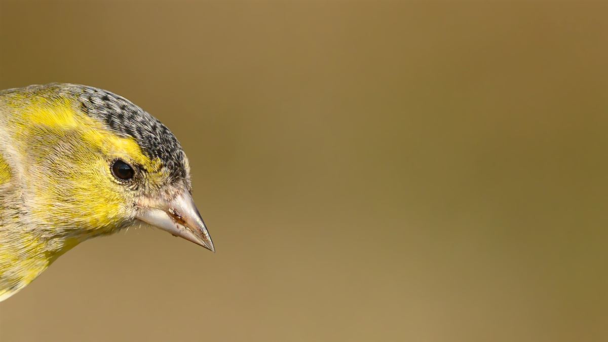 Eurasian Siskin