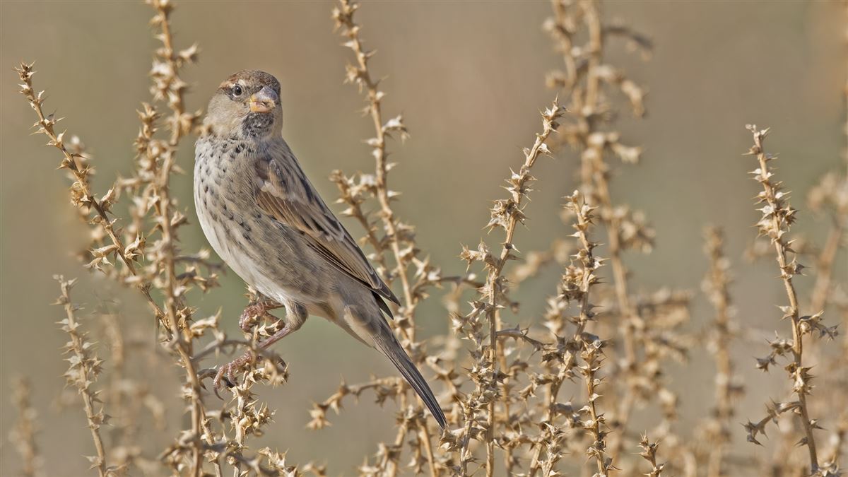 Spanish Sparrow