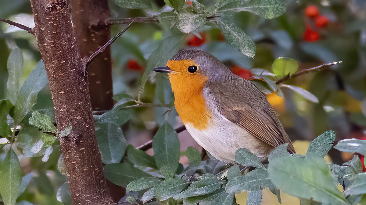 European Robin