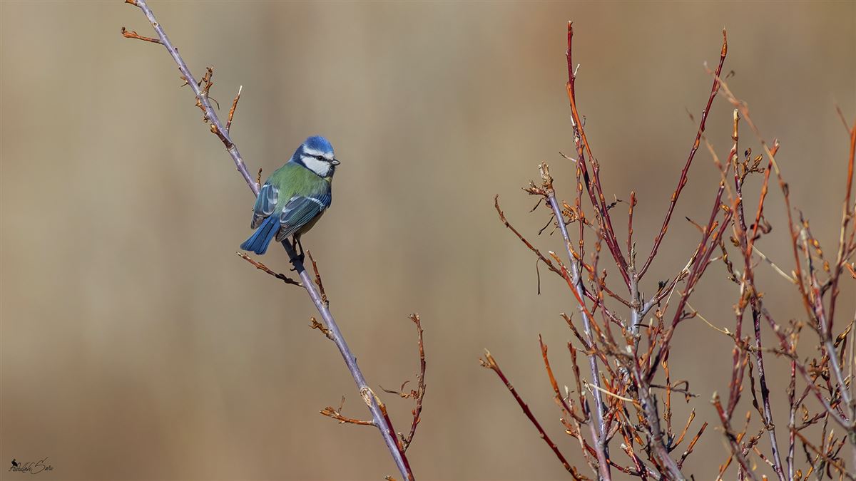 Eurasian Blue Tit