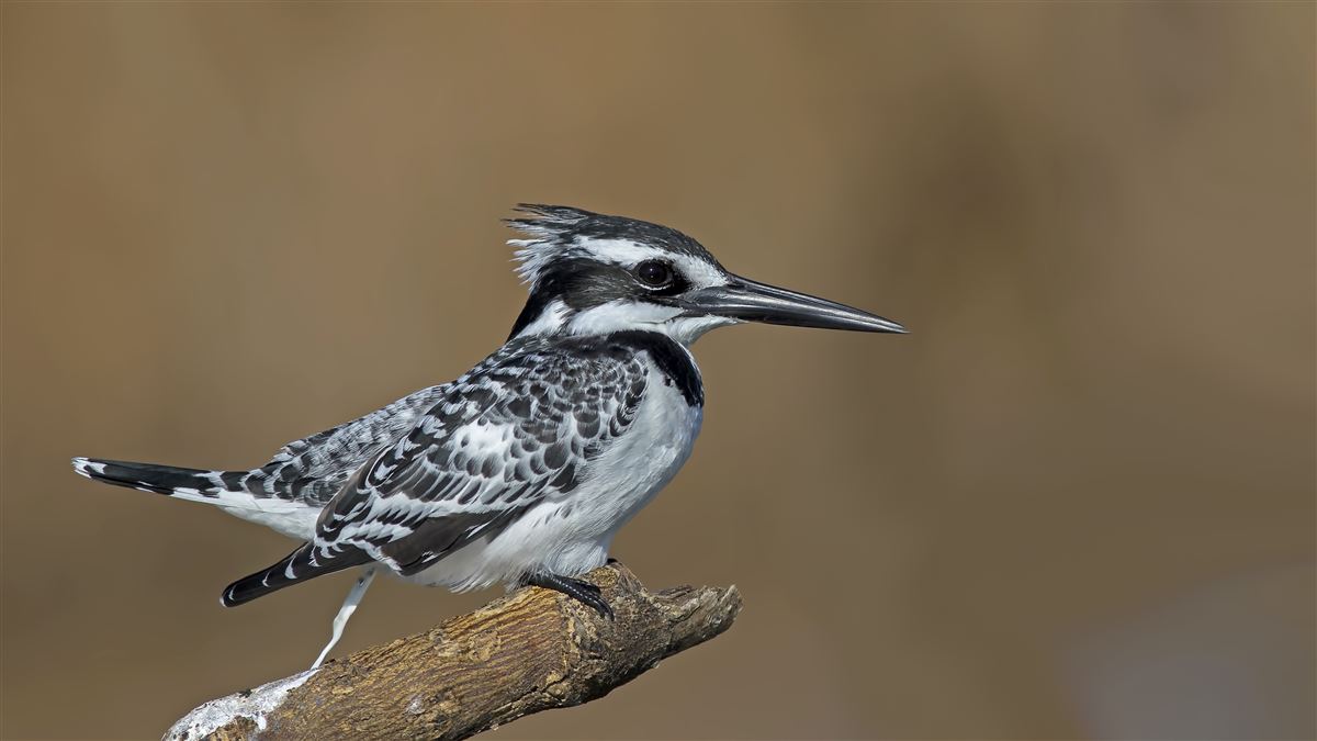 Pied Kingfisher