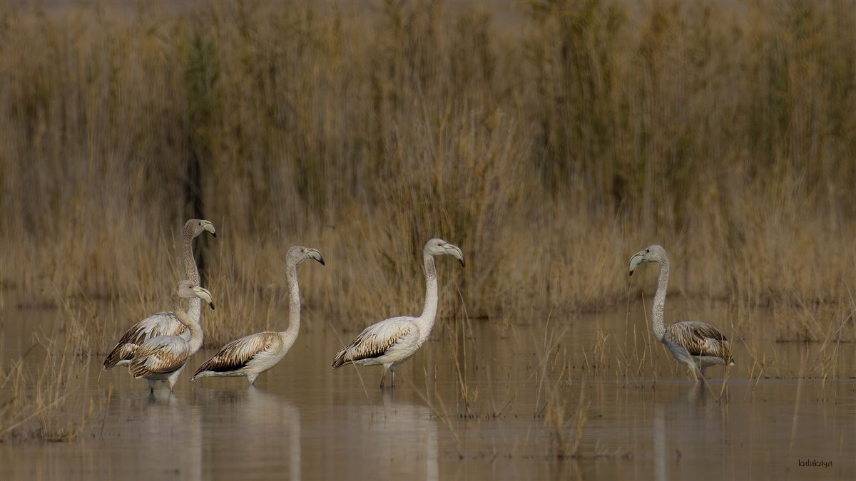 Flamingo