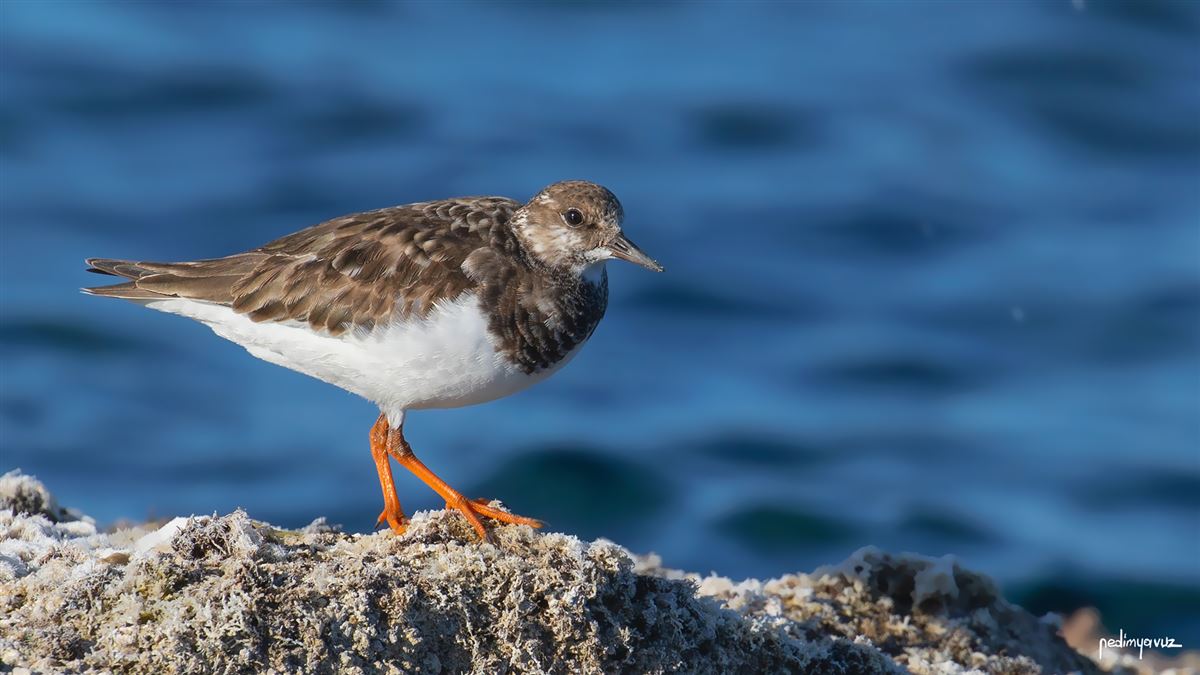 Ruddy Turnstone