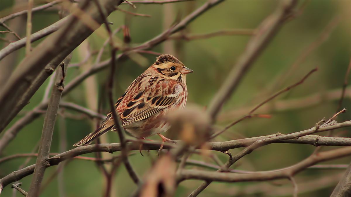 Rustic Bunting