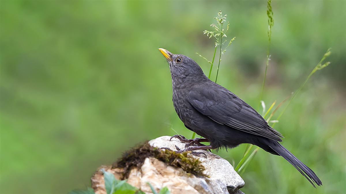 Karatavuk