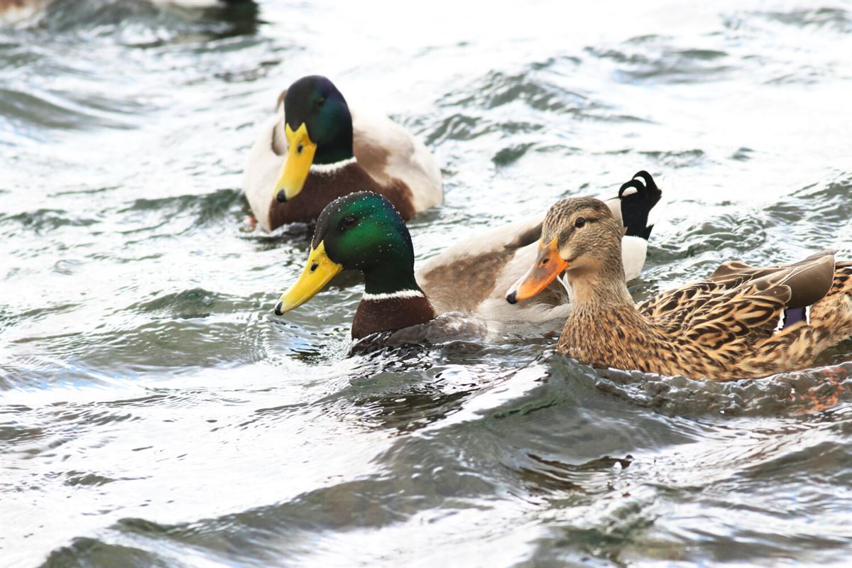 Mallard