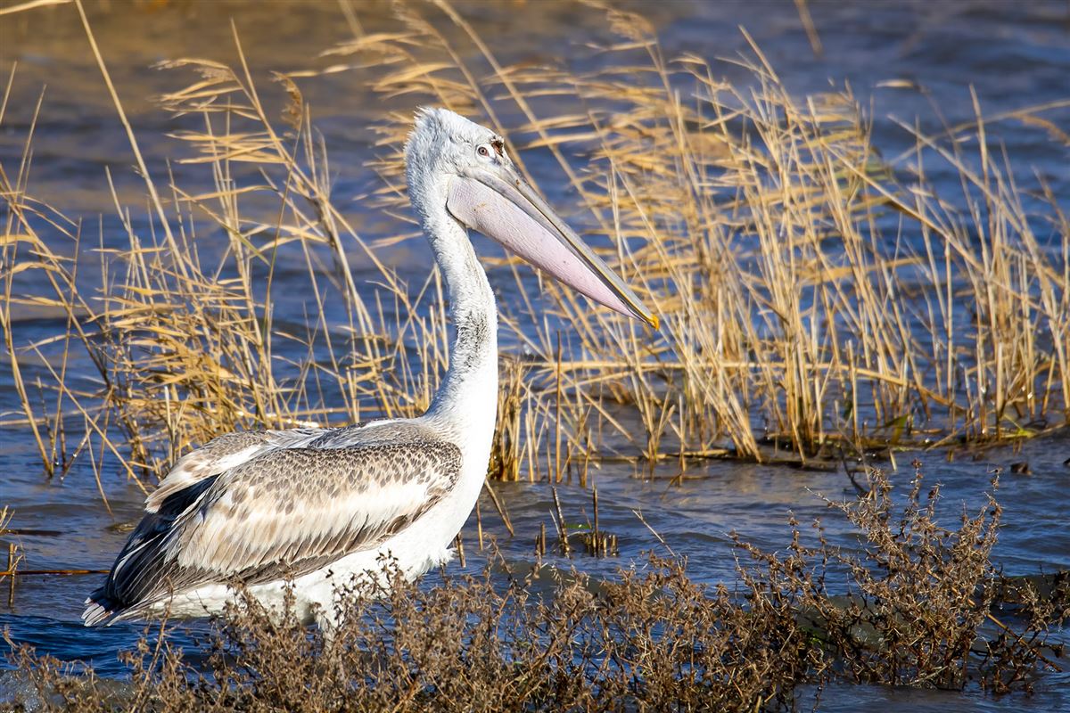Dalmatian Pelican