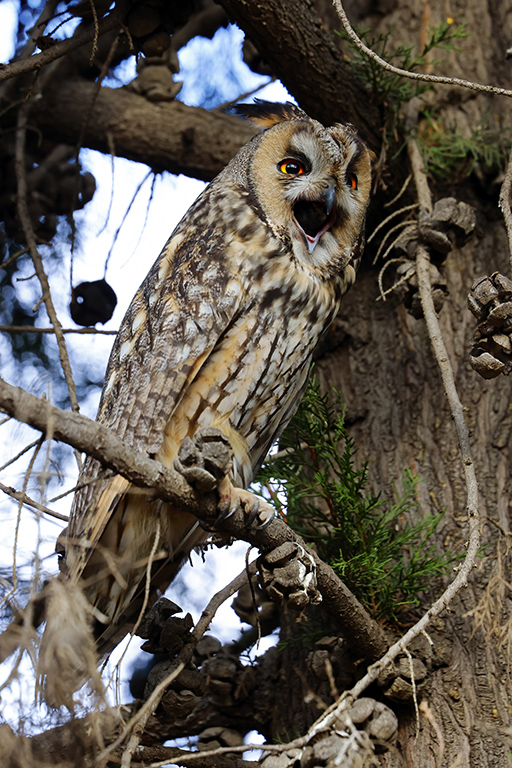 Long-eared Owl